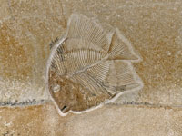 Gyronchus macropterus