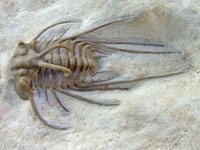 Dicranurus hamatus