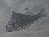 Luoxiongichthys hyperdorsalis